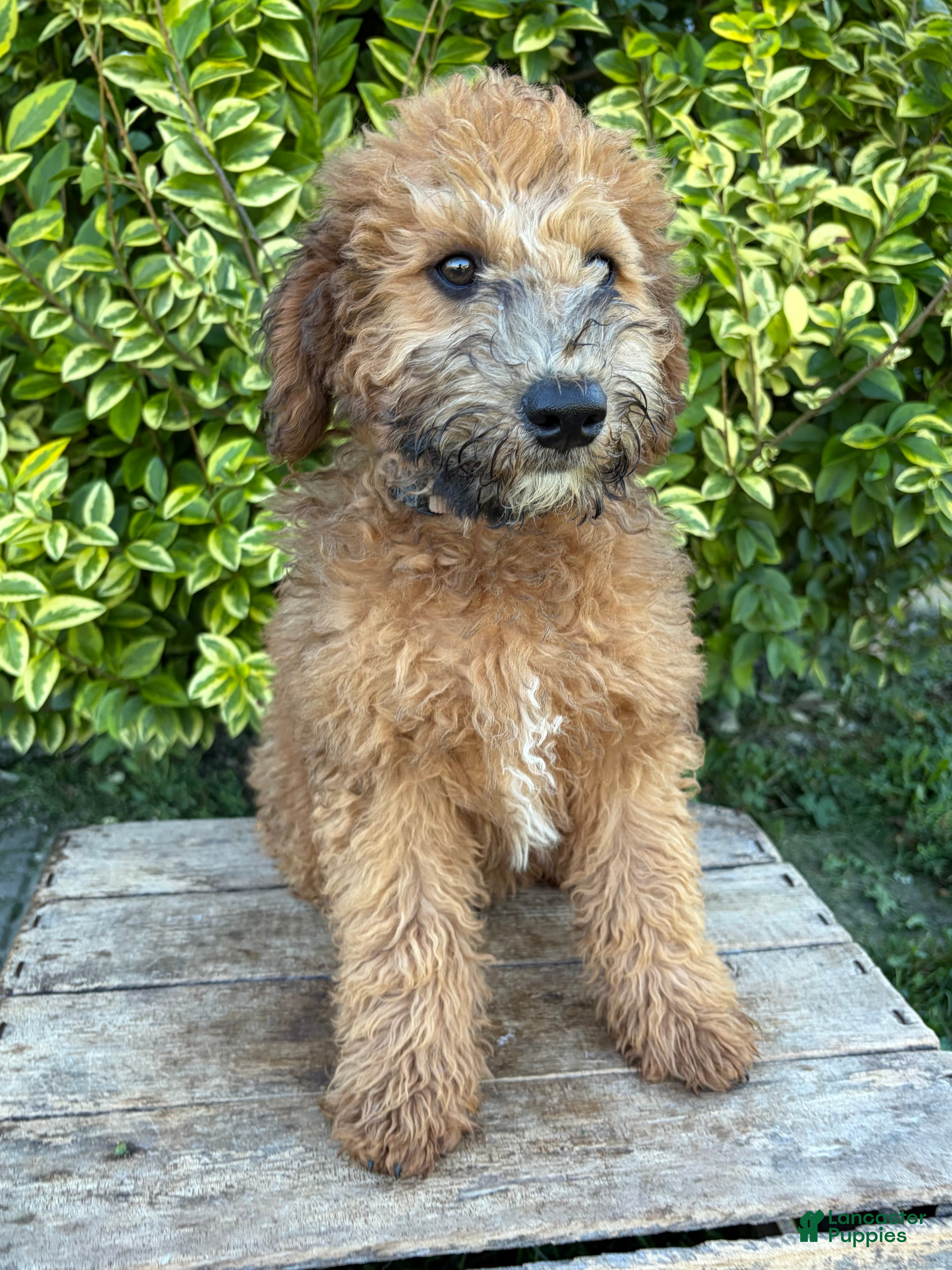 Whoodle dogs Hunter - Ad 2