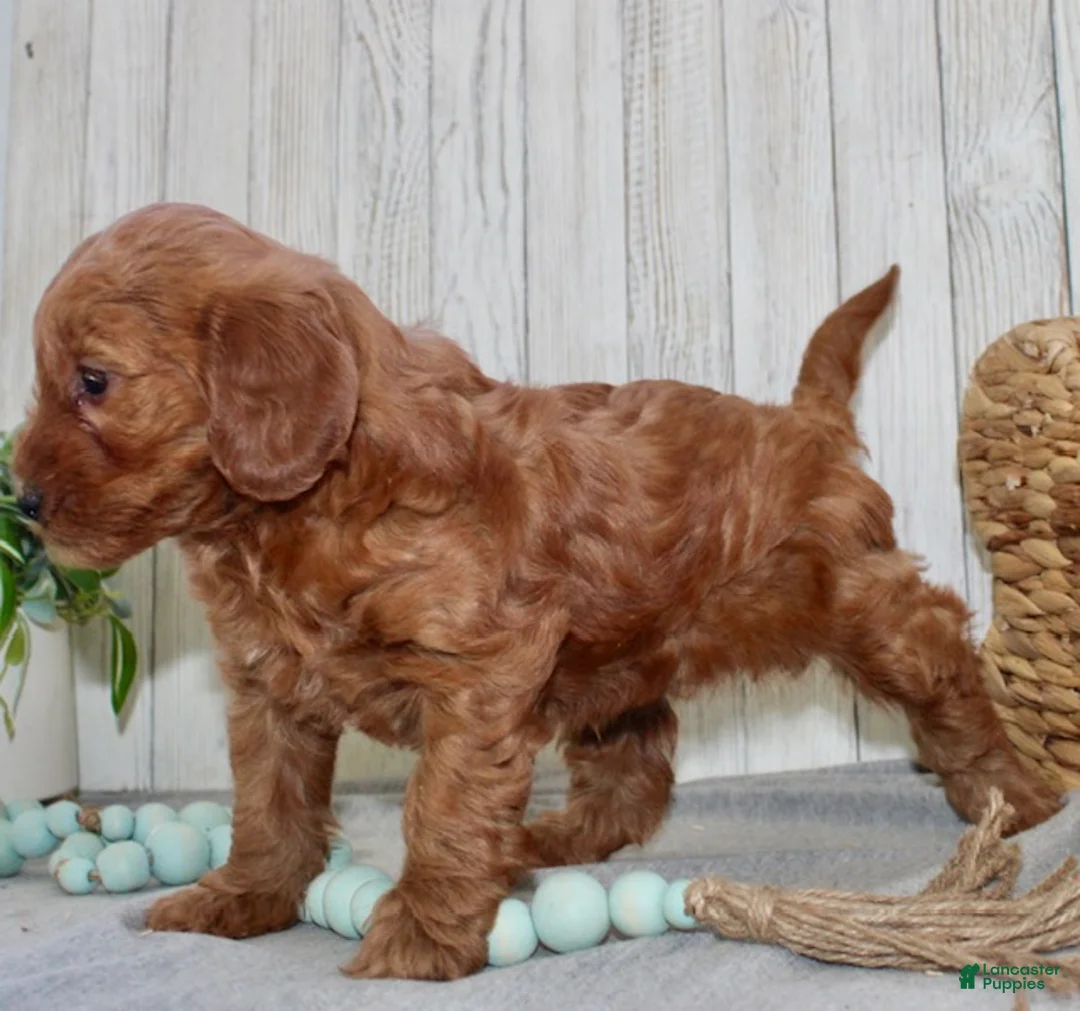 Mini Goldendoodle dogs for sale: Stella - Ad 4