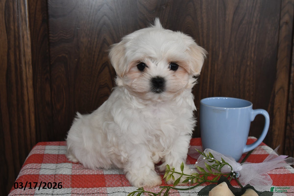 Maltese dogs Nate - Ad 2