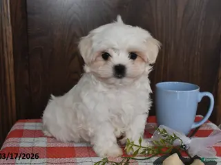 Maltese dogs for sale: Nate - Ad 1