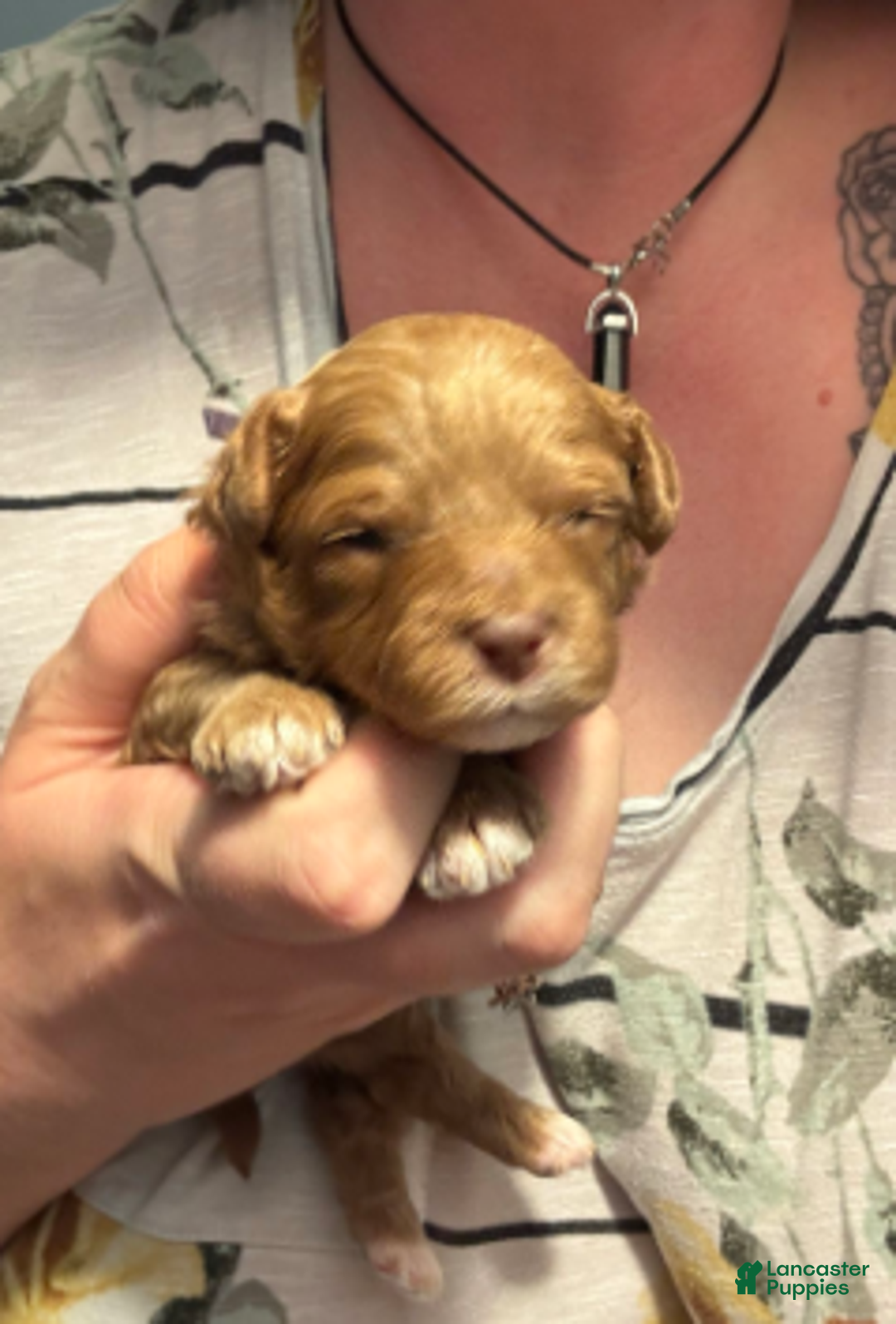 Cavapoo dogs for sale: Feliz - Ad 4