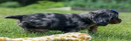 Cocker Spaniel dogs for sale: Dakota 🐶💙 - Ad 9