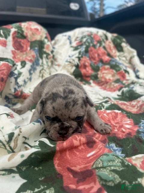 French Bulldog dogs Jess - Ad 3