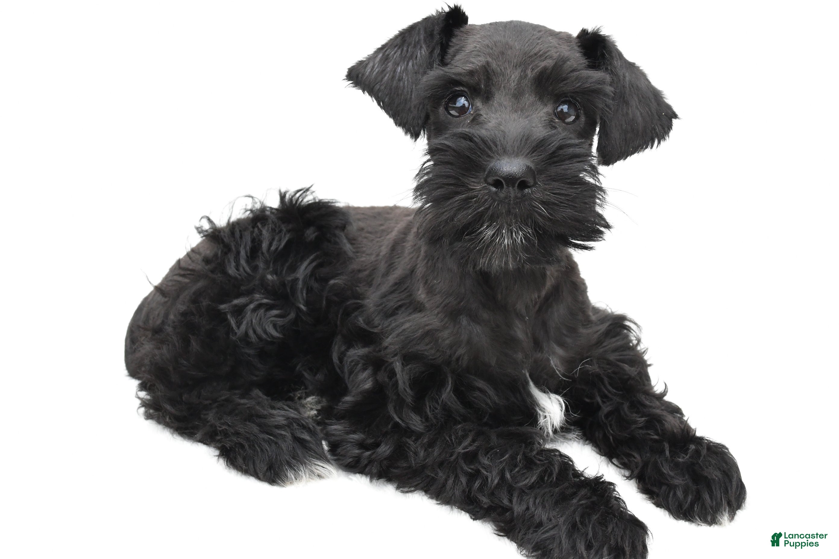 Schnoodle dogs Emma - Ad 1