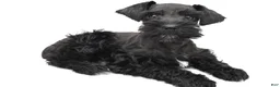 Schnoodle dogs for sale: Emma - Ad 1