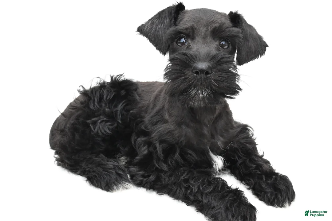 Schnoodle dogs for sale: Emma - Ad 1