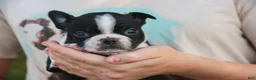 Boston Terrier dogs for sale: Cathy Boston Terrier  - Ad 8