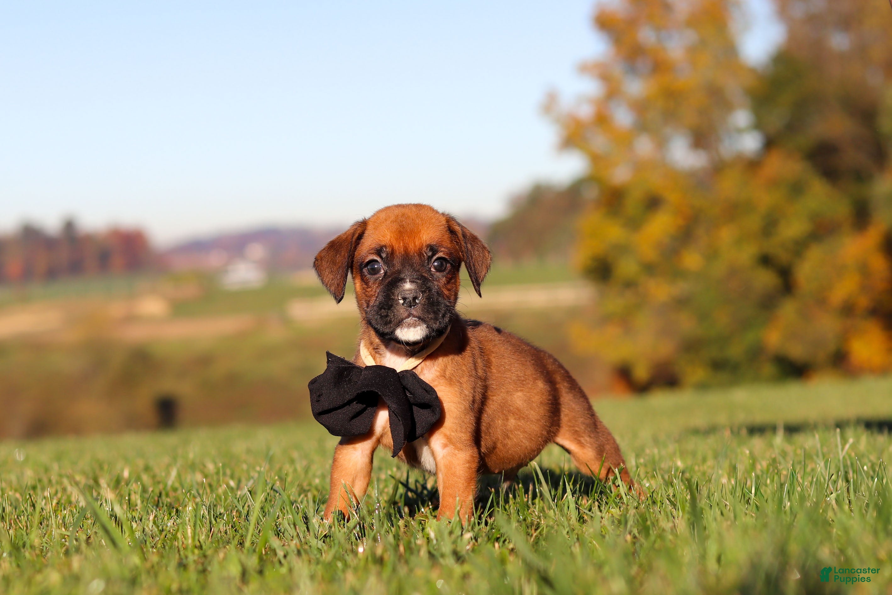 Boxer dogs Rocky - Ad 2