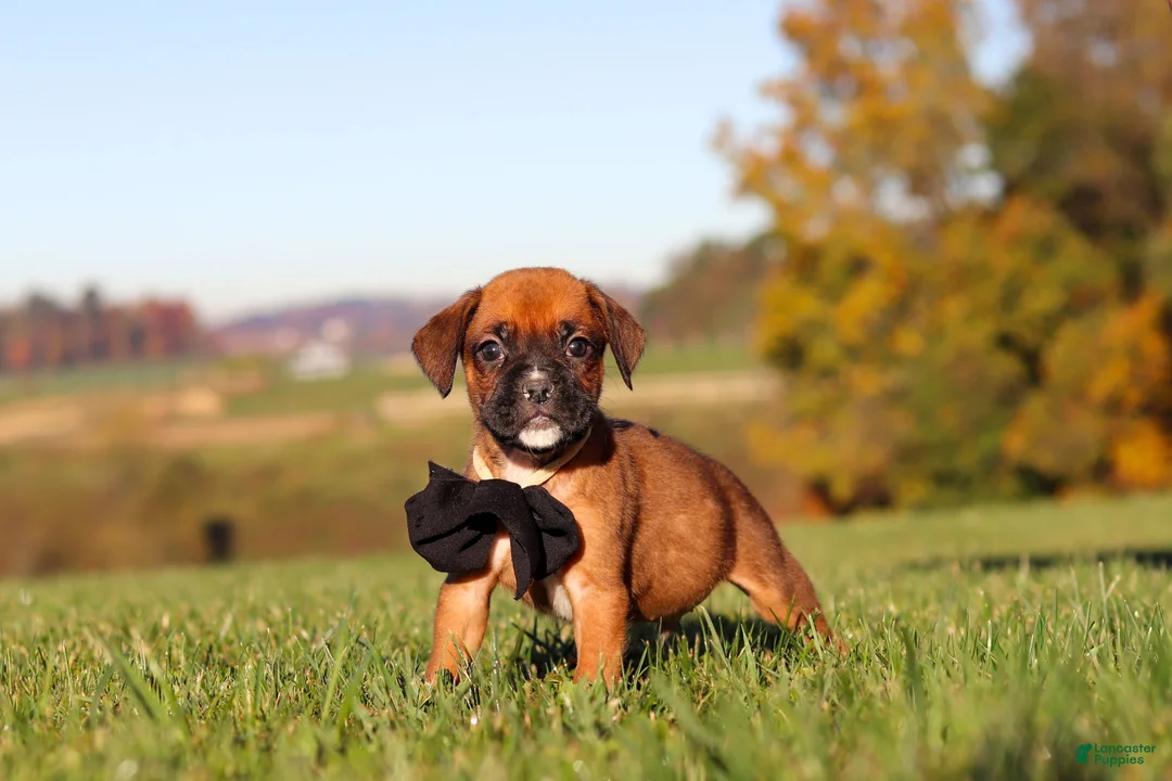 Boxer dogs for sale: Rocky - Ad 2