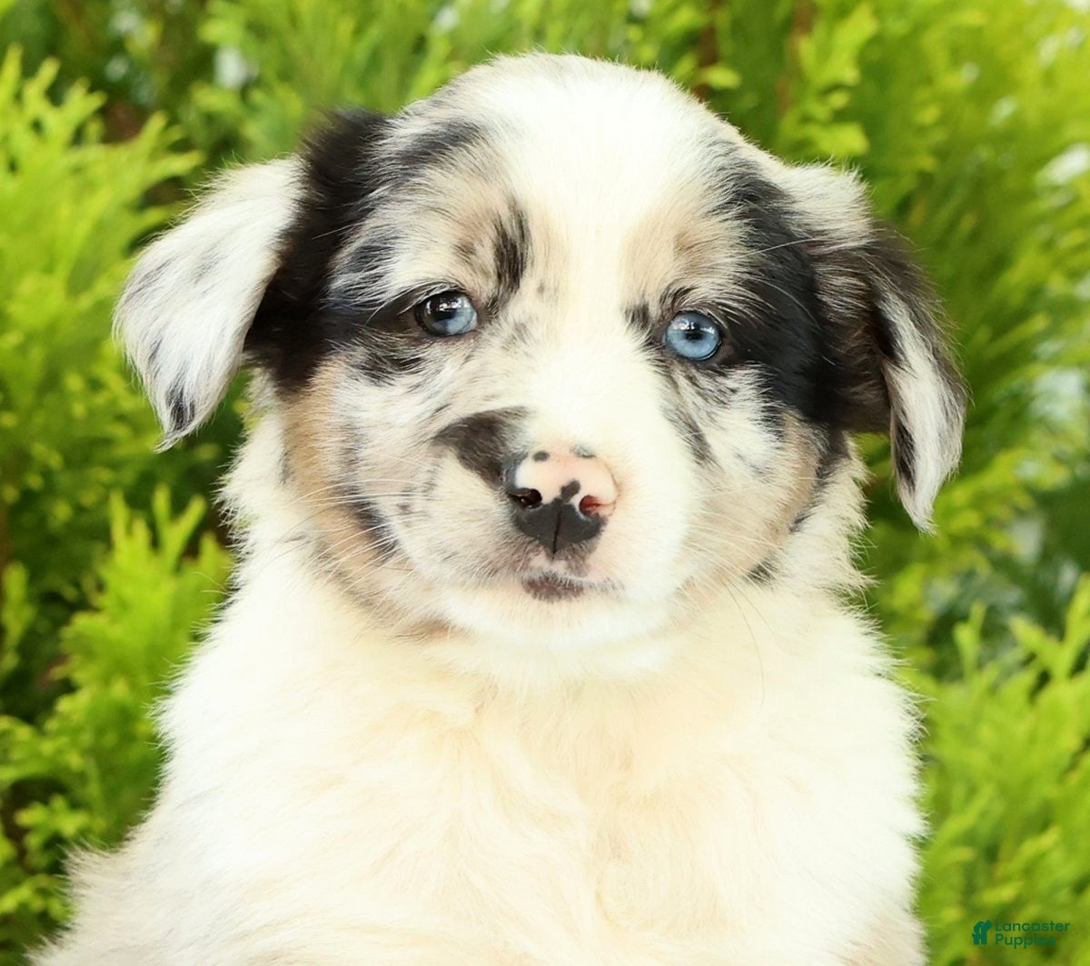 Australian Shepherd dogs for sale: Skippy - Ad 6