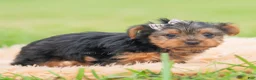 Yorkshire Terrier dogs for sale: Mickey - Ad 3