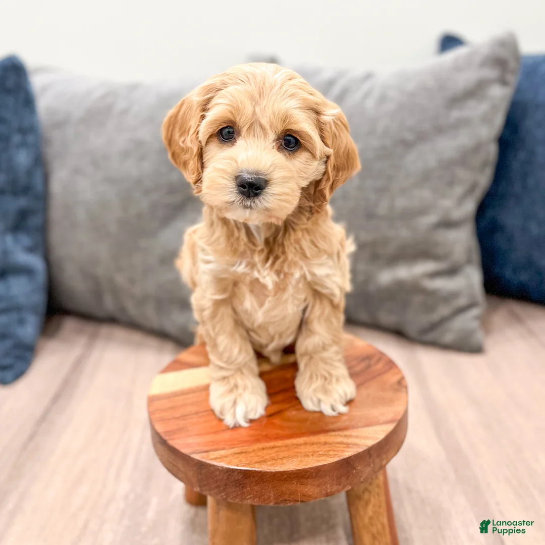 Cockapoo dogs for sale: Rainey - Ad 2