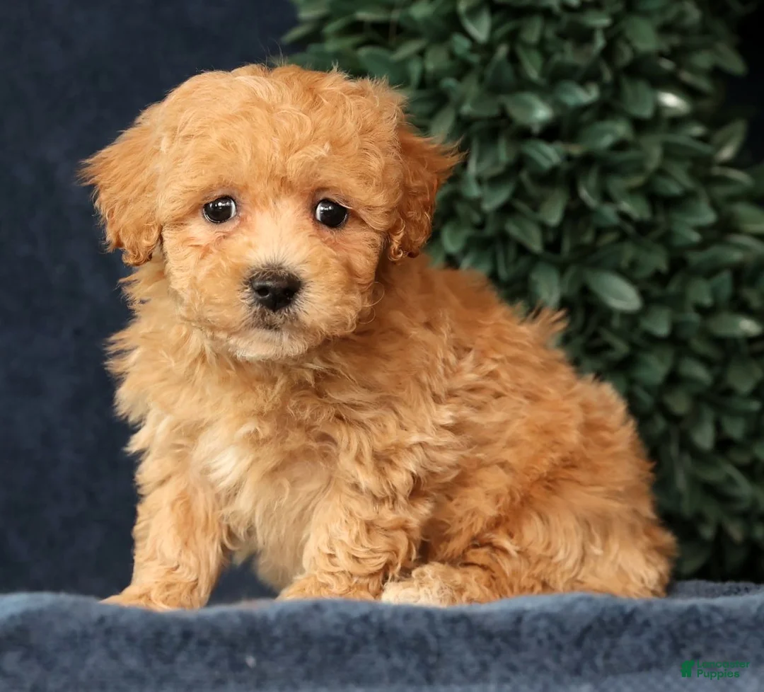 Bichpoo dogs for sale: Harper - Ad 9
