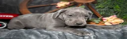 Great Dane dogs for sale: Tonya - Ad 1