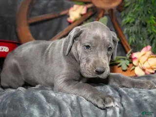 Great Dane dogs for sale: Tonya - Ad 1