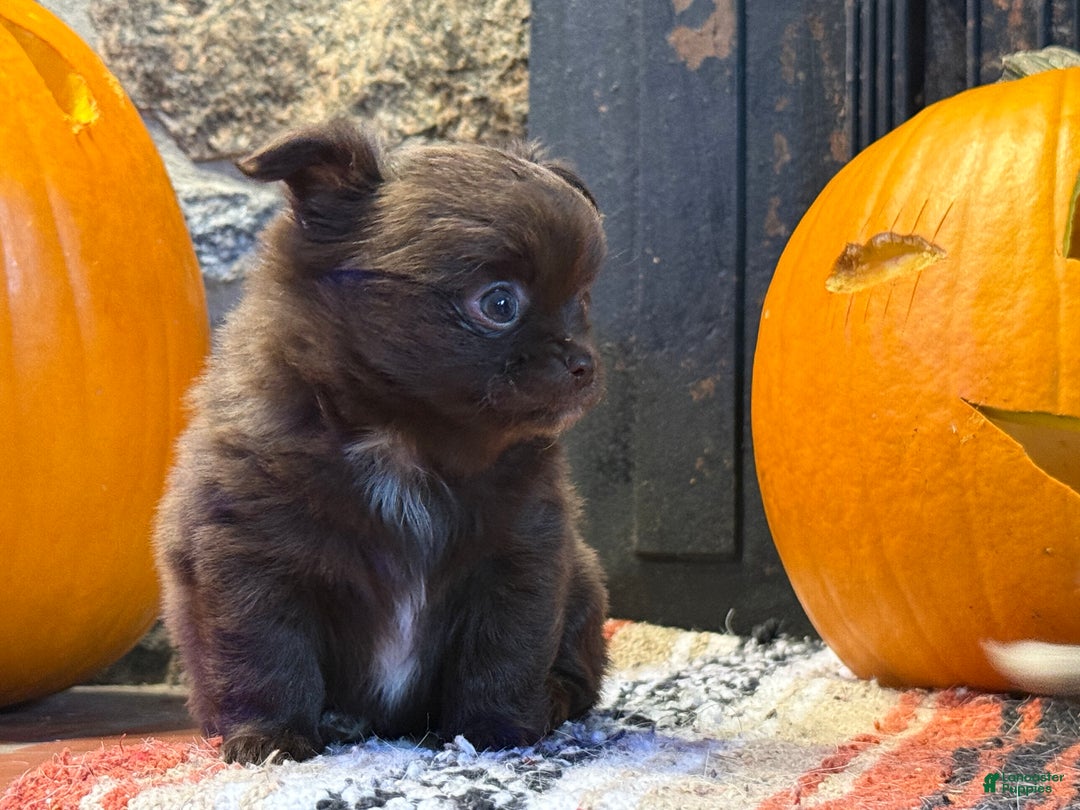 Chihuahua dogs for sale: Chocolate Girl - Ad 5