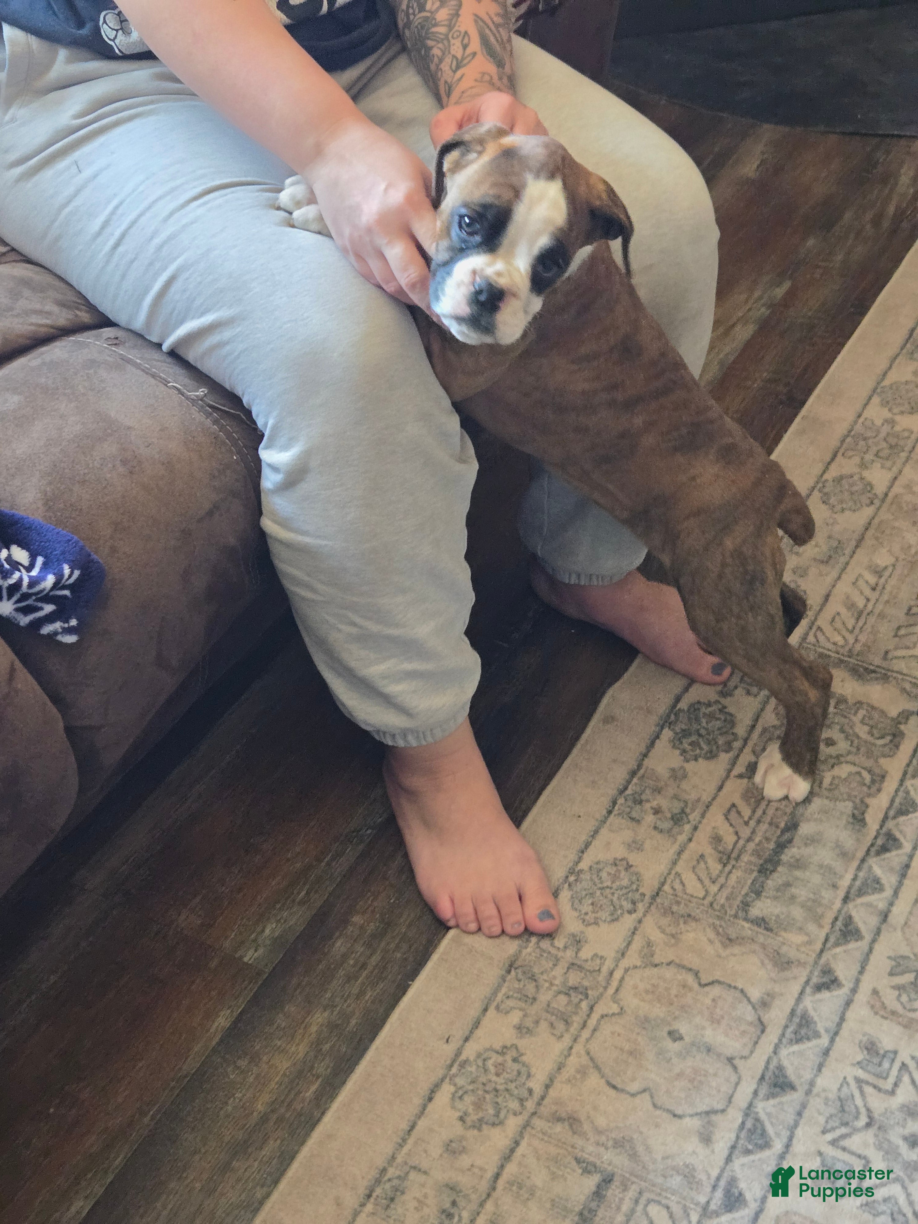 Boxer dogs Diamond  - Ad 37