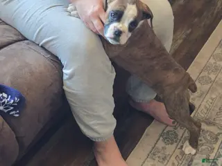 Boxer dogs Diamond - Ad 37