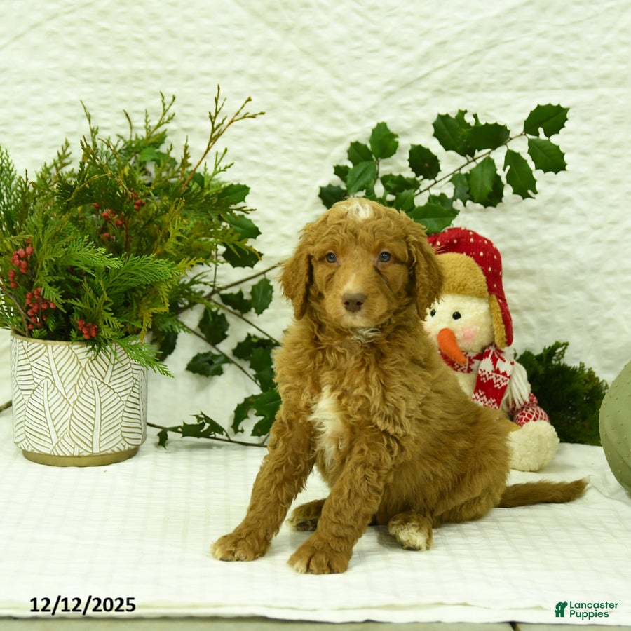 Goldendoodle dogs Komet - Ad 9