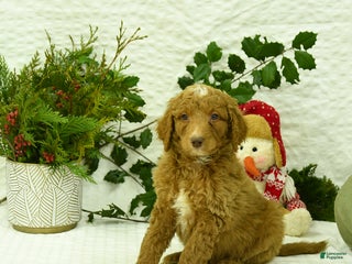 Goldendoodle dogs Komet - Ad 20