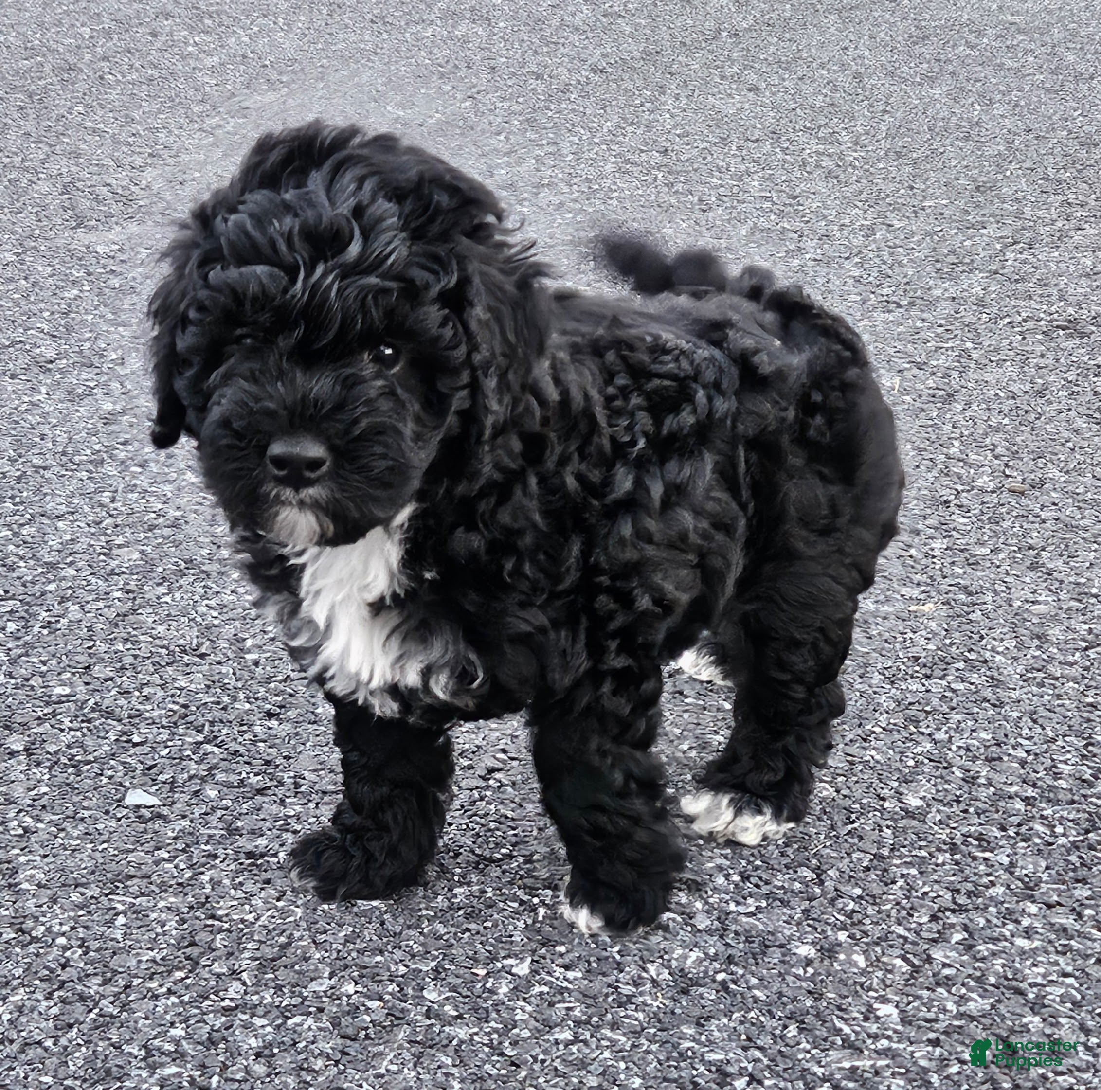 Mini Bernedoodle dogs Clark - Ad 1