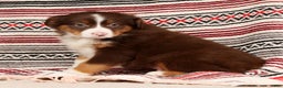 Australian Shepherd dogs for sale: Ranger - Ad 7