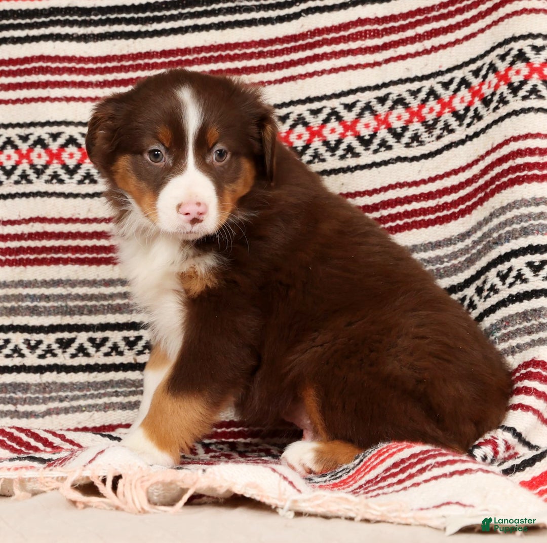 Australian Shepherd dogs for sale: Ranger - Ad 7