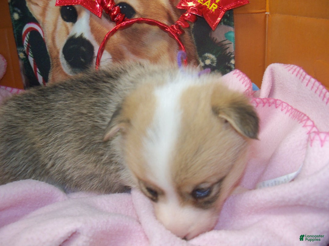 Welsh Corgi Pembroke dogs for sale: Roxy - Ad 4