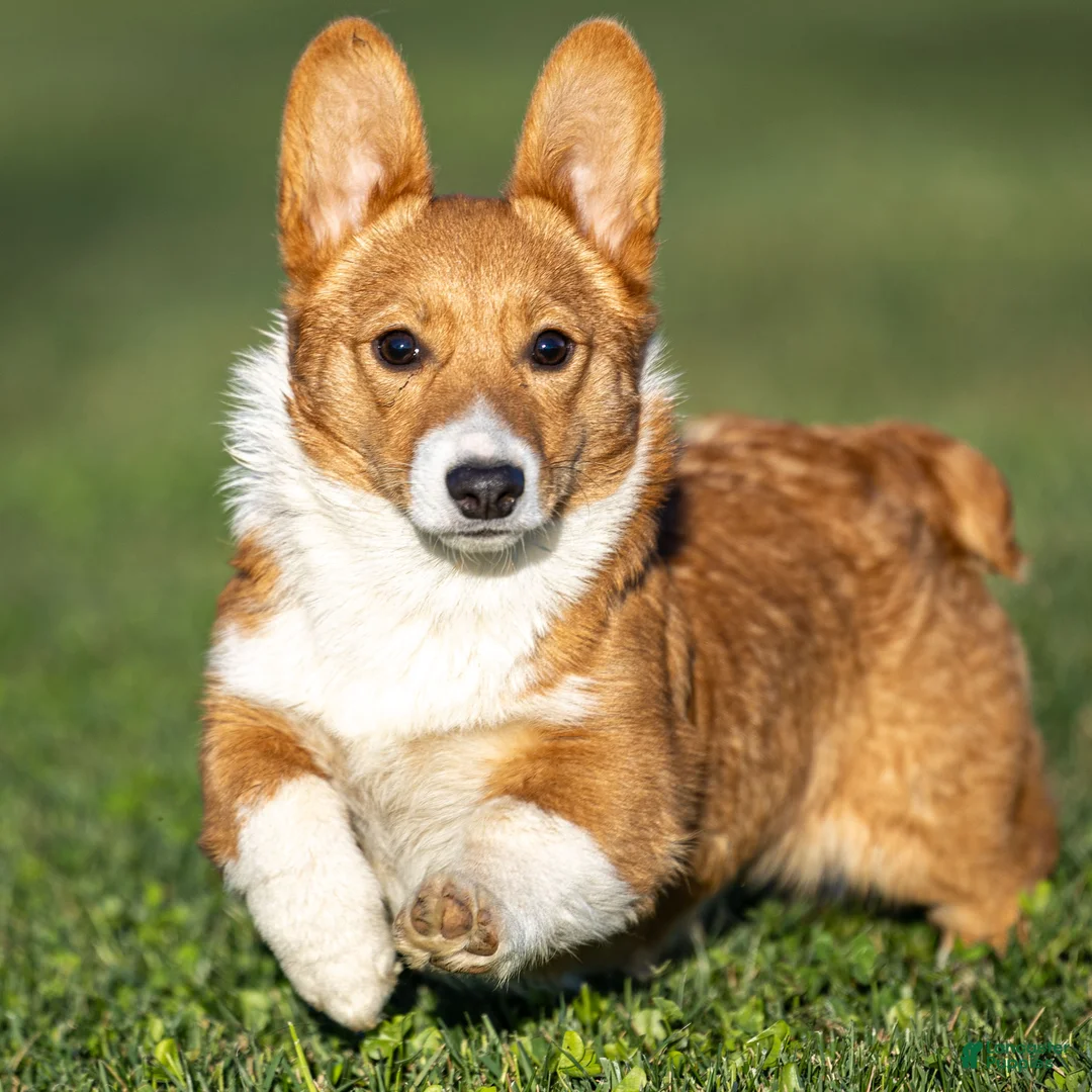 Welsh Corgi Pembroke dogs for sale: Kallie Welsh Corgi Pembroke Puppy - Ad 1