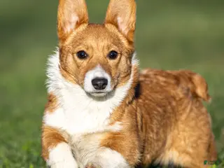 Welsh Corgi Pembroke dogs for sale: Kallie Welsh Corgi Pembroke Puppy - Ad 4