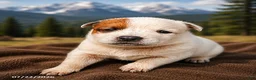 Australian Cattle Dog dogs for sale: Jackie - Ad 1