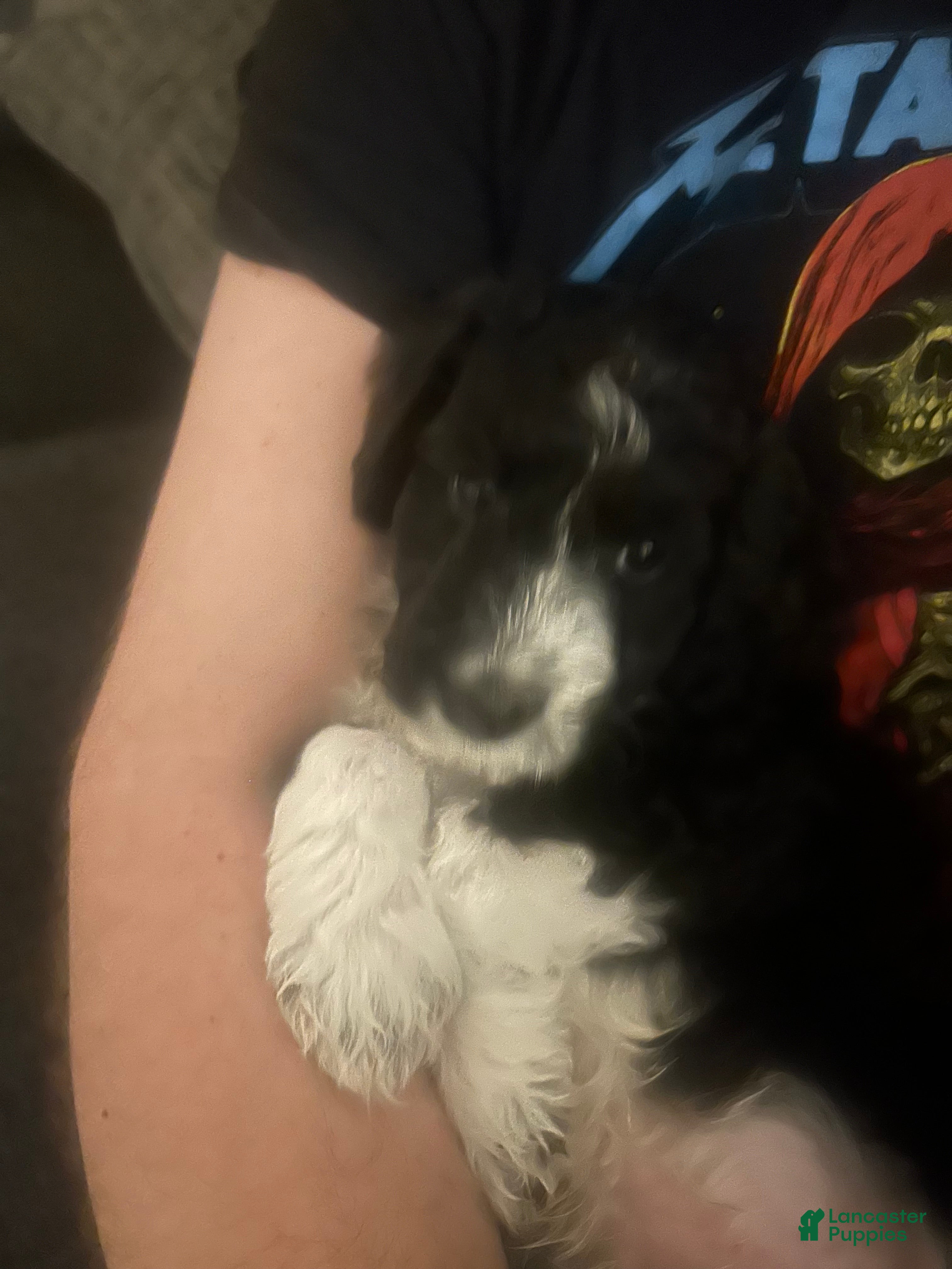 Aussiedoodle dogs Baxter  - Ad 1