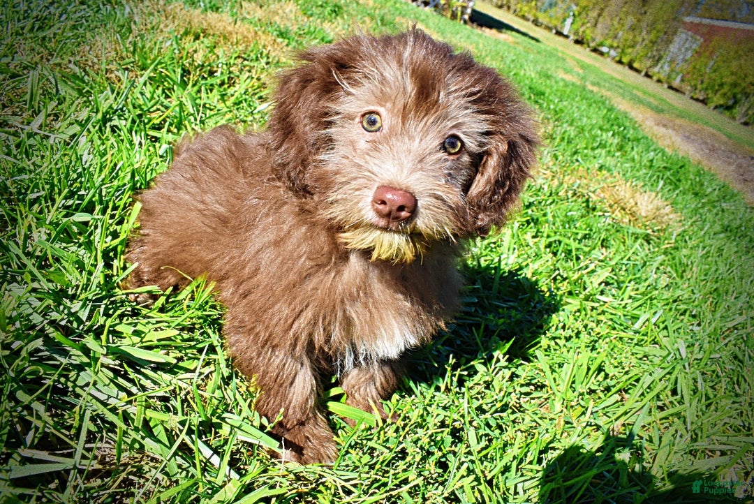 Havapoo dogs for sale: Hero - Ad 8