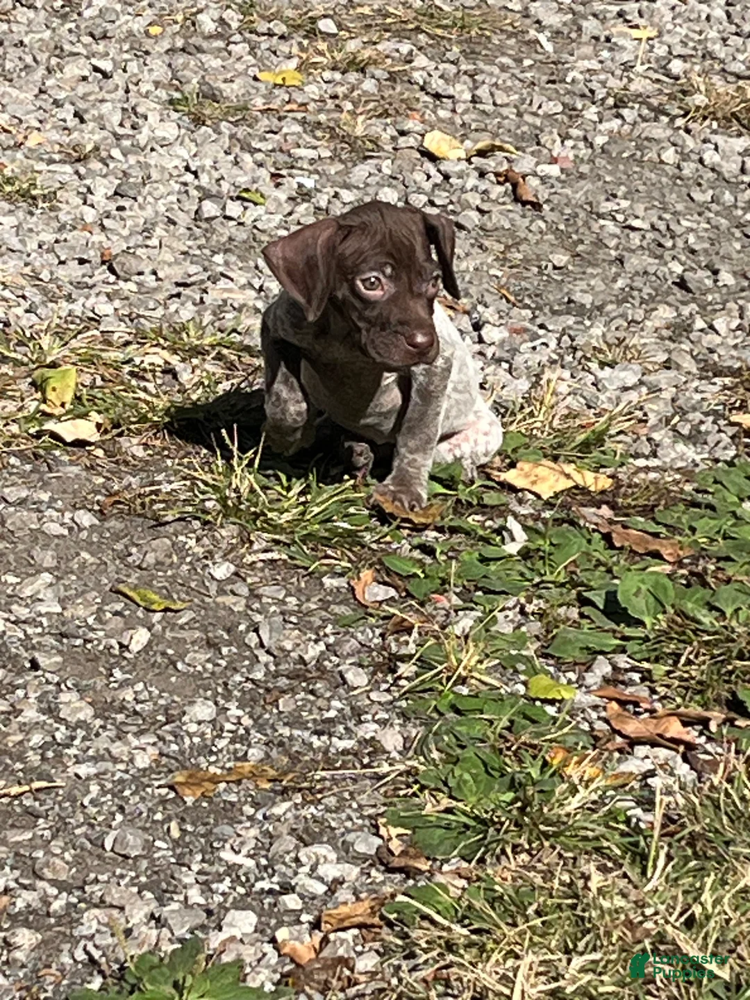 German Shorthaired Pointer dogs for sale: Casey - Ad 2