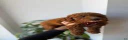 Mini Goldendoodle dogs for sale: Armani - Ad 9