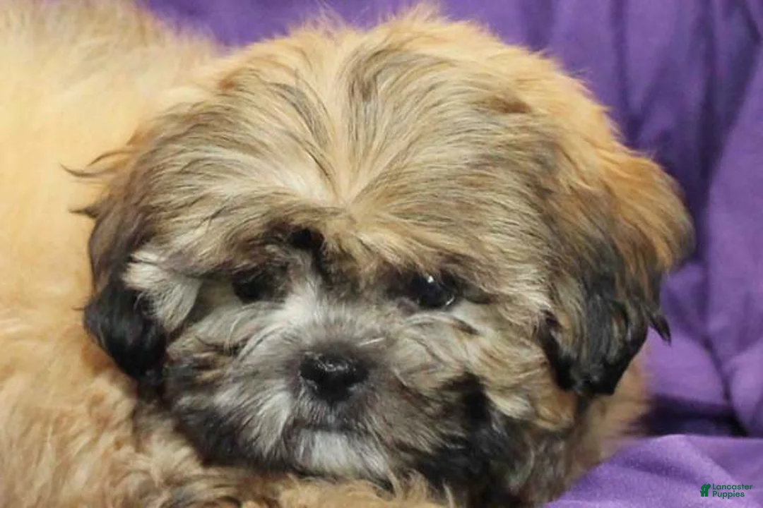 Shihpoo dogs for sale: Chewy - Ad 2