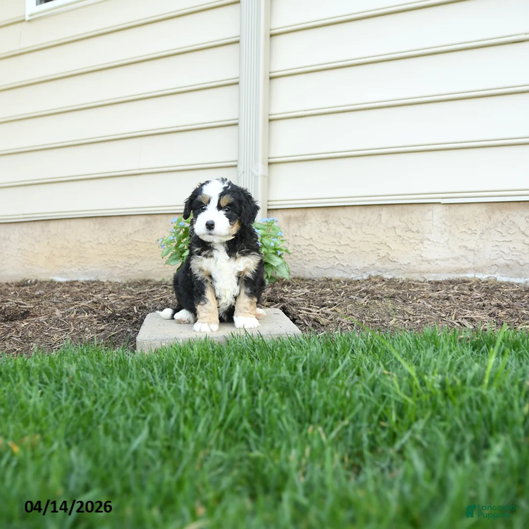 Bernedoodle dogs for sale: Jasper - Ad 2