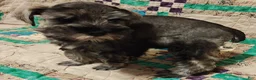 Miniature Schnauzer dogs for sale: Girl 1 - Ad 3
