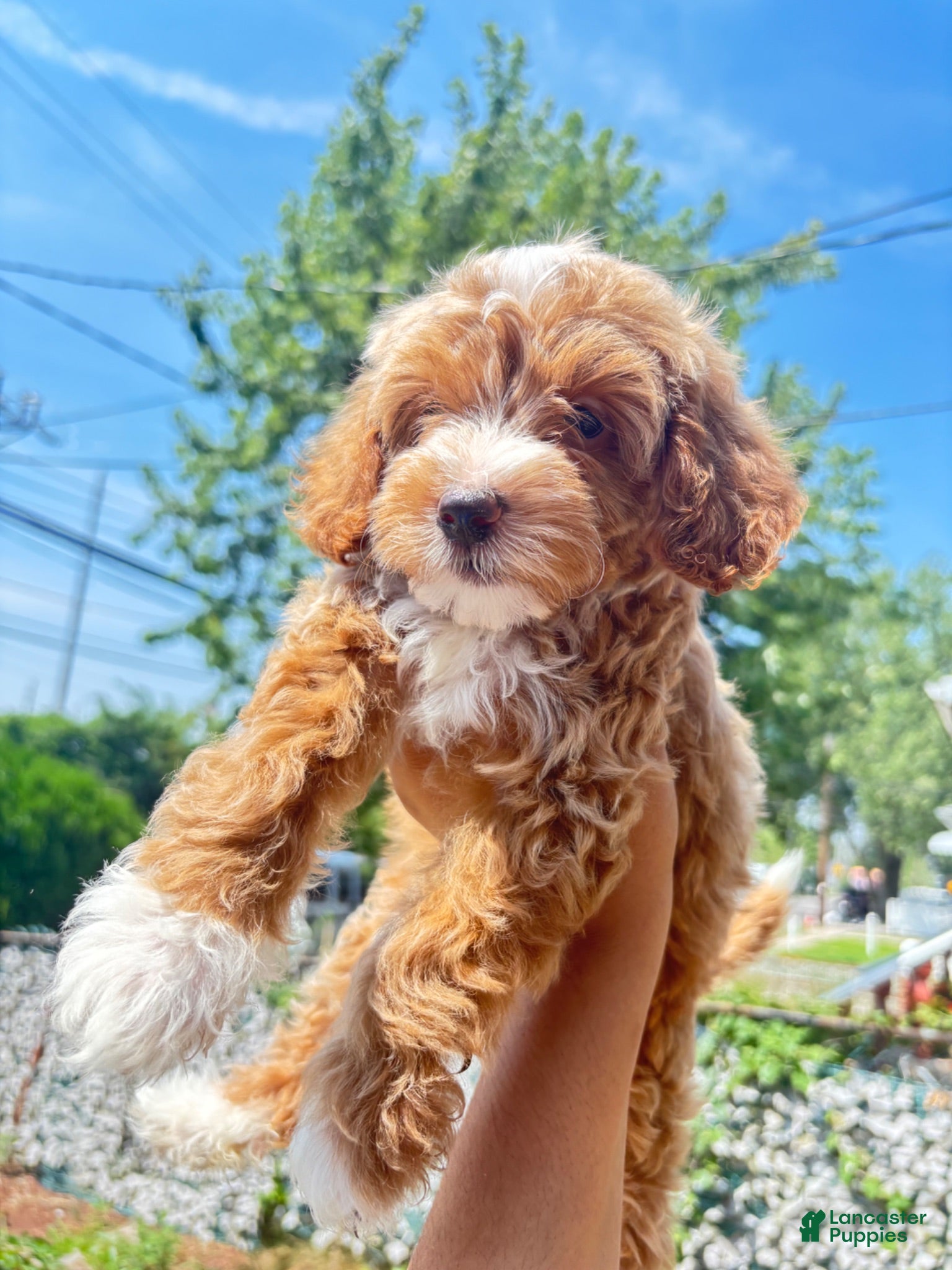 Mixed Breed dogs Champagne  - Ad 3