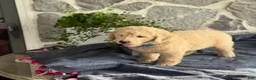 Goldendoodle dogs for sale: Nico - Ad 7