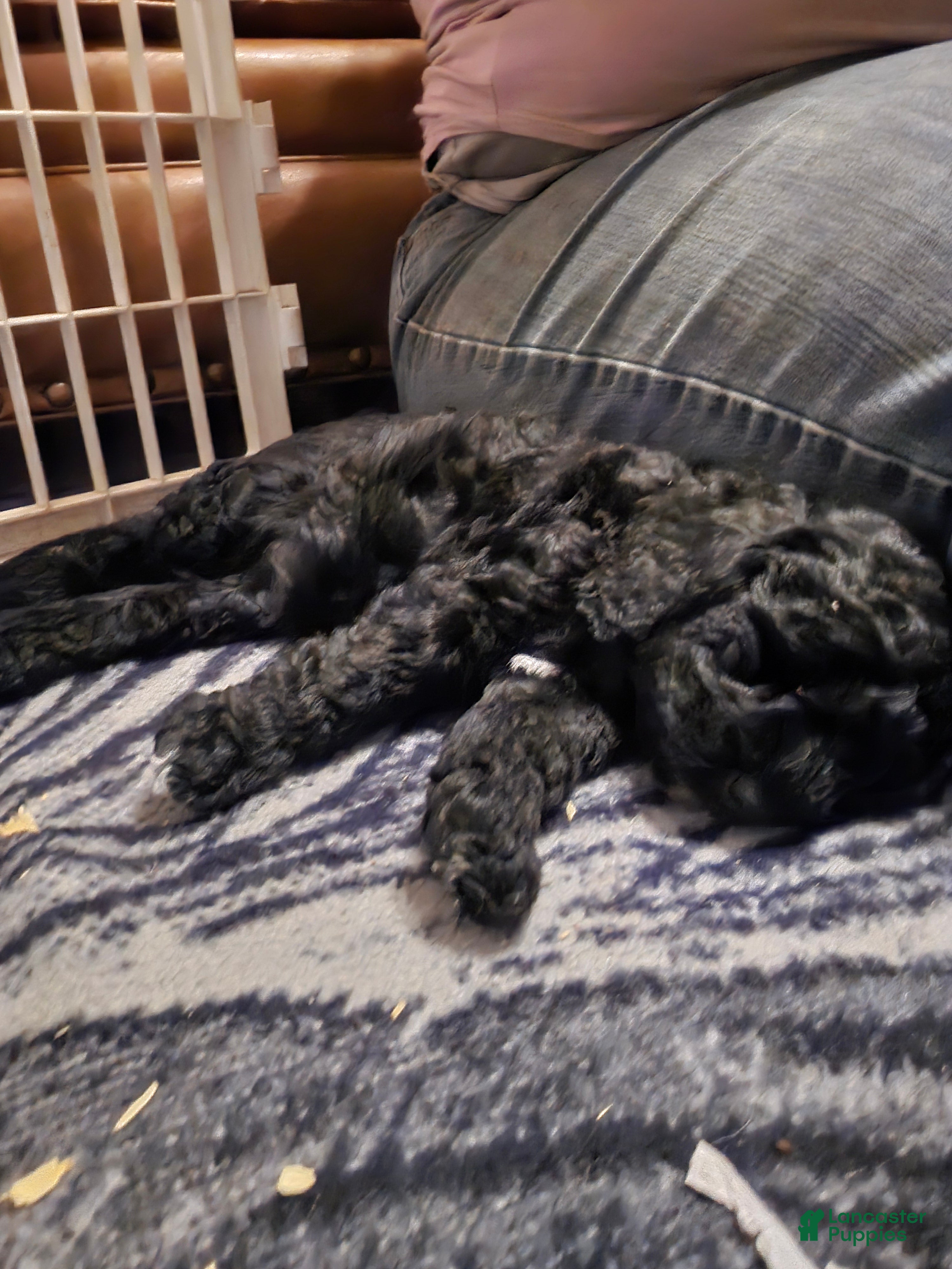 Miniature Poodle dogs Charlie - Ad 1