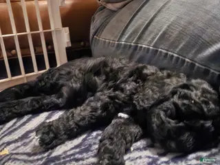 Miniature Poodle dogs for sale: Charlie - Ad 1