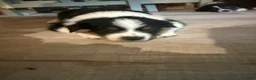 Australian Shepherd dogs for sale: Puppy 5 - Ad 2