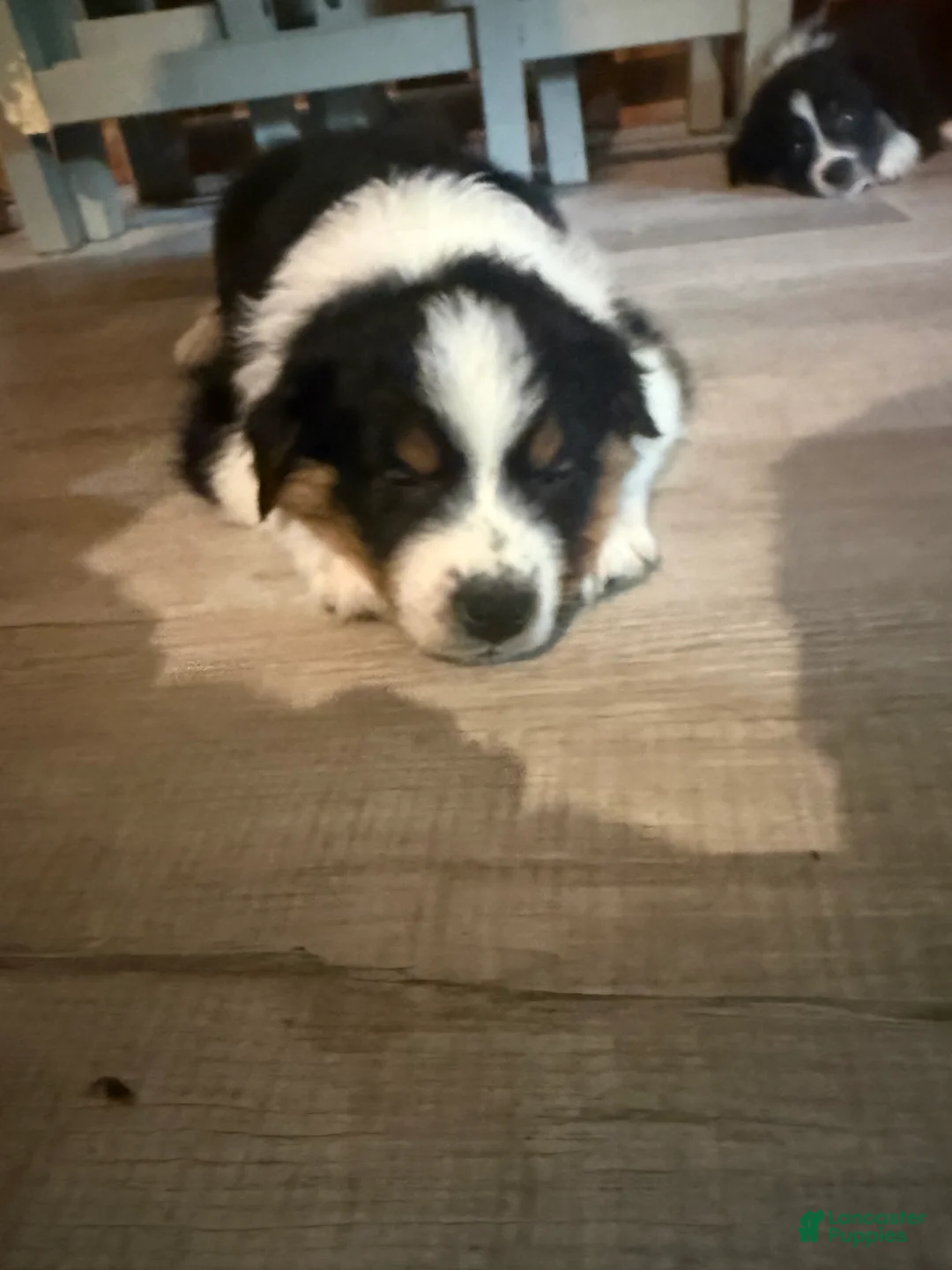 Australian Shepherd dogs for sale: Puppy 5 - Ad 2