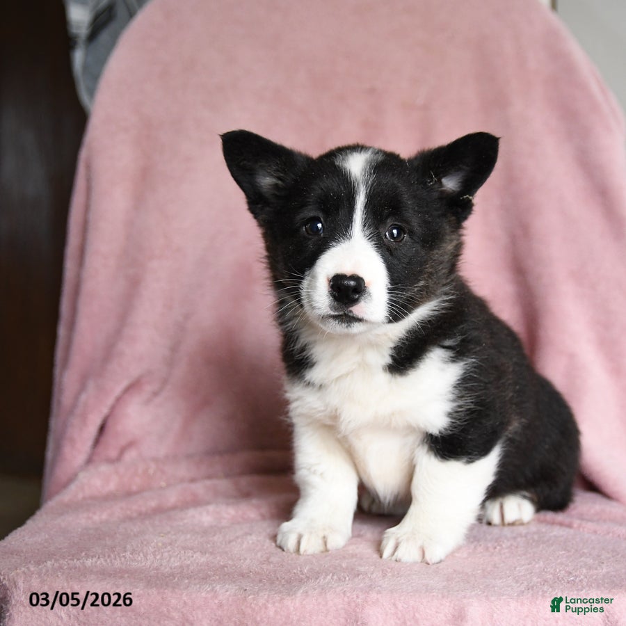 Mixed Breed dogs Oreo - Ad 1