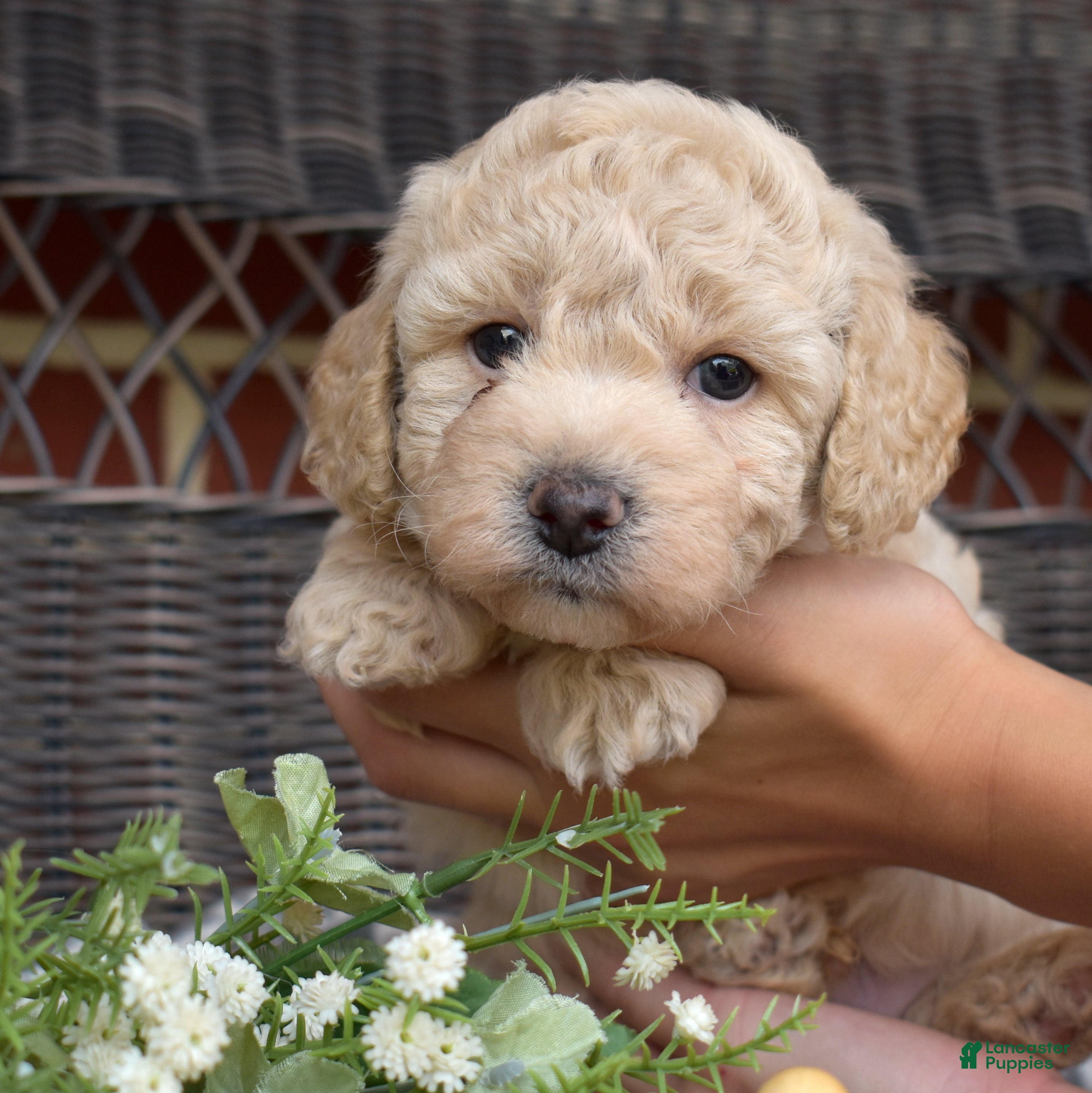 Bichpoo dogs Putter - Ad 1
