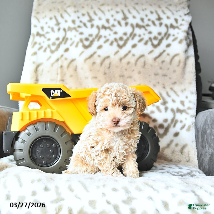 Miniature Poodle dogs Sparky - Ad 2