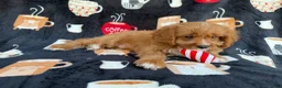 Cavapoo dogs for sale: Bentley  - Ad 8