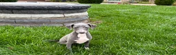 Italian Greyhound dogs for sale: Sadie  - Ad 6