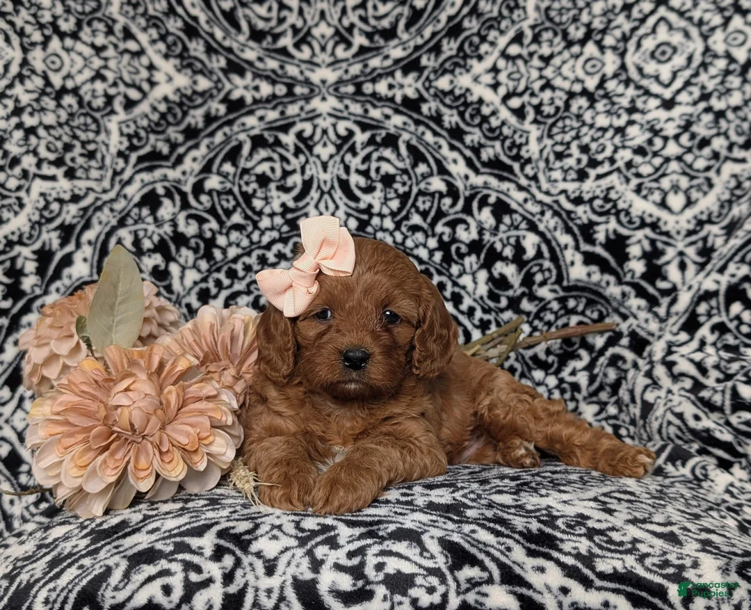 Cavapoo dogs for sale: Karah - Ad 5